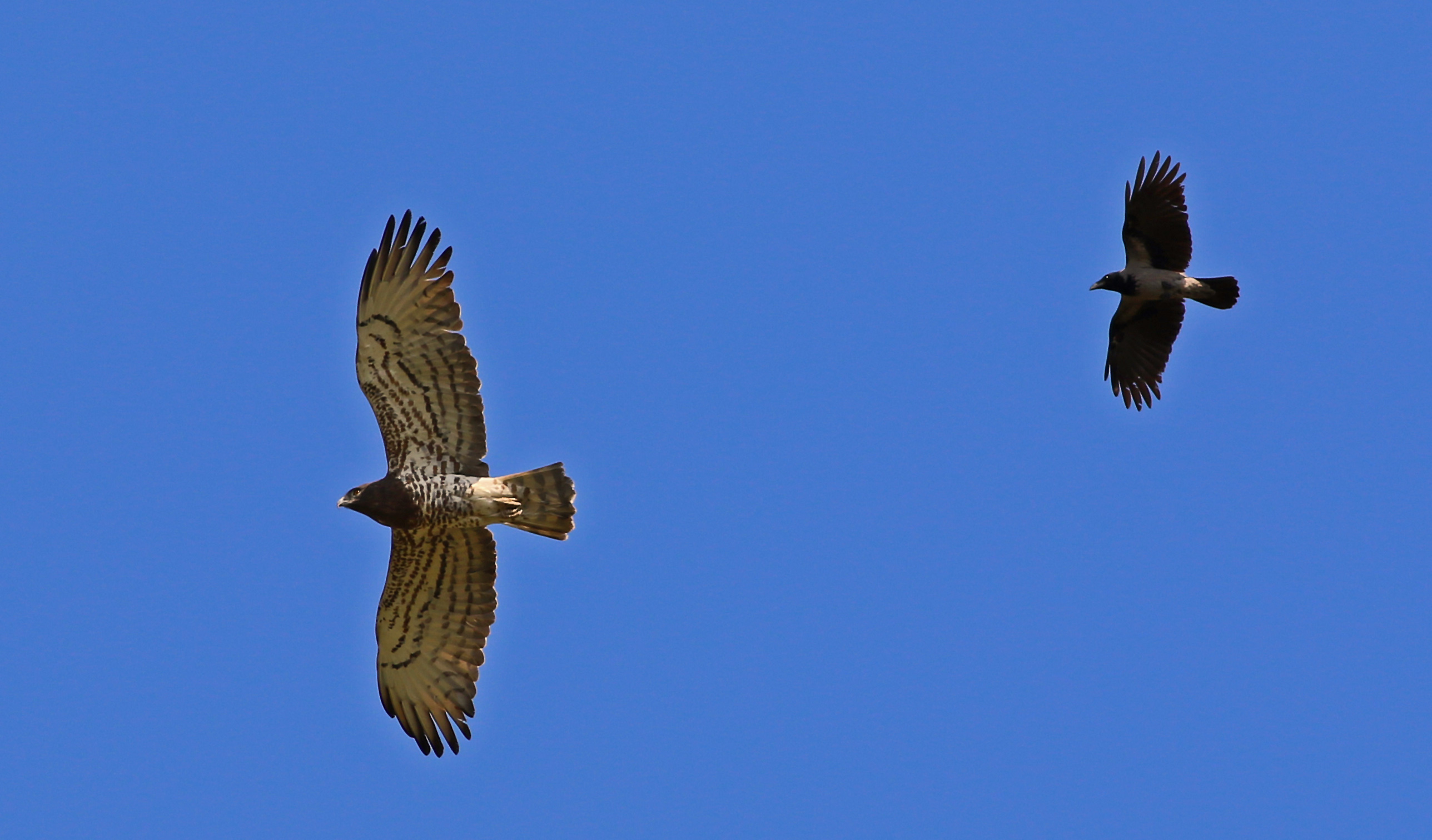 Short-toed Snake-Eagle